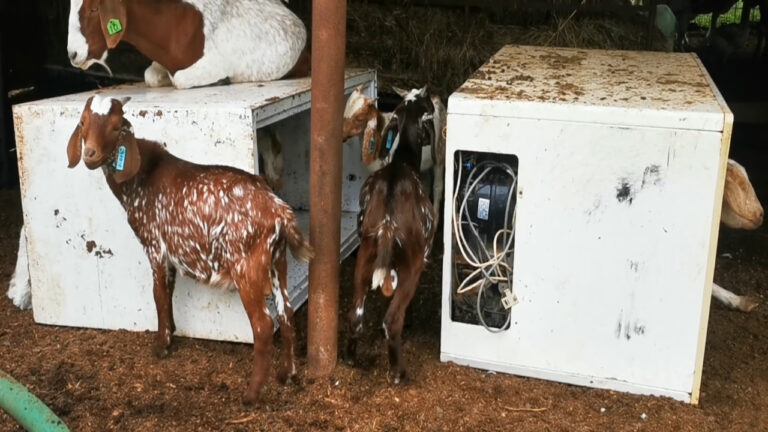 Cape Speckled Ram Kalahari Red Ewe Ram Lamb 768x432