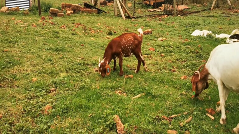 Ram   Cross Between Cape Speckled Kalahari Red   For Sale On GoatBook 768x432