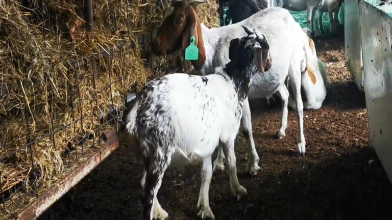 Strong Ram Lamb Cross Between Cape Speckled Boergoat 768x432